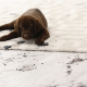 carpet cleaning in NYC, carpet cleaning in new york, carpet cleaning NYC, carpet cleaners in NYC, carpet cleaners in new york, commercial carpet cleaning, commercial carpet cleaning in NYC, NYC rug cleaners, rug cleaning services in NYC, same day carpet cleaning, same day rug cleaning